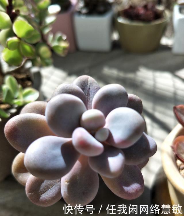 养了三年,多肉终于给点颜色瞧瞧了