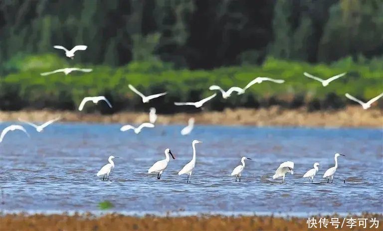 海南“国家级”湿地公园，你都打卡了吗？