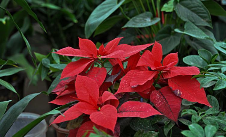 夜来香|6种“娇艳”花,汁液剧毒,家里有的赶紧搬出去,你家养了几种?
