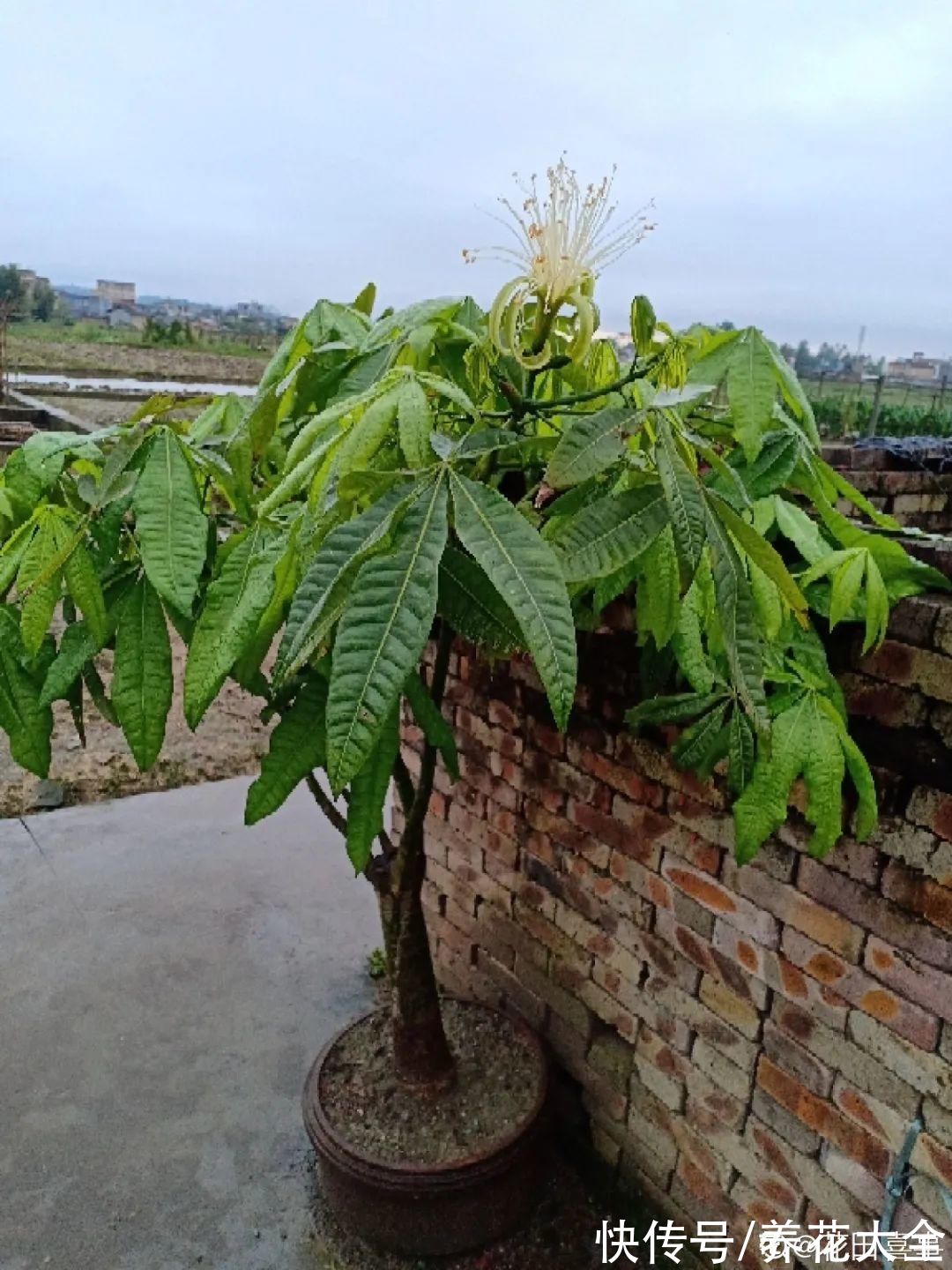 铁树|老人常说，6种吉祥花，轻易不开花，开花据说有好运