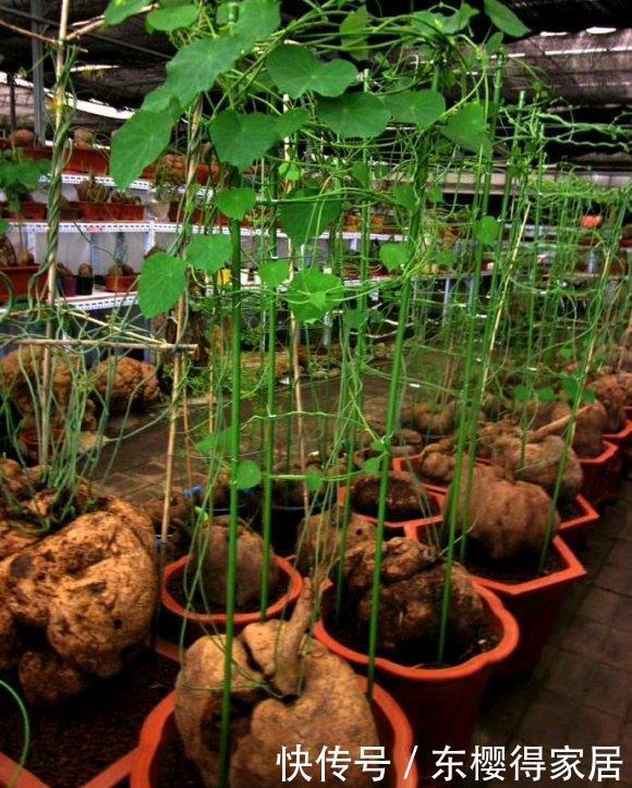 一块“乌龟壳”,长满铜钱叶,一个月爬满墙,越养越吉利