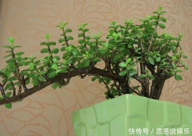 修剪|家里养“金枝玉叶”,每月修剪1次,变成盆景老桩,越来越值钱
