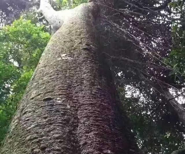 非洲|千年树王正在消失！当地木工后悔不已：被金钱蒙蔽了双眼