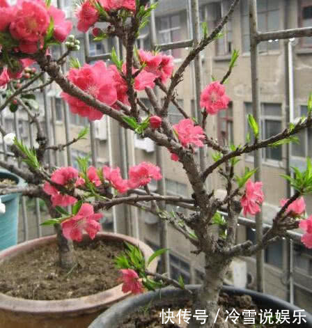 在家也能种“黄桃”,简单好养结果多,果子挂满树,又大又甜,值