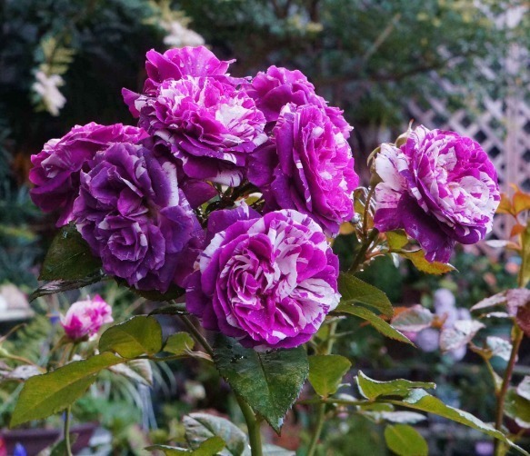 杜鹃花|月季花杜鹃花栀子花总是养不活教你一招,连开3个月!