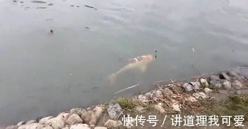 男子野外钓上一条“肥鱼”,没想到竟是这种鱼,最后却放生了