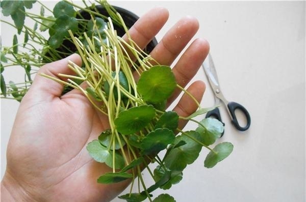 让铜钱草“爆盆”很简单，记住3个字剪、肥、水，叶子挤满盆