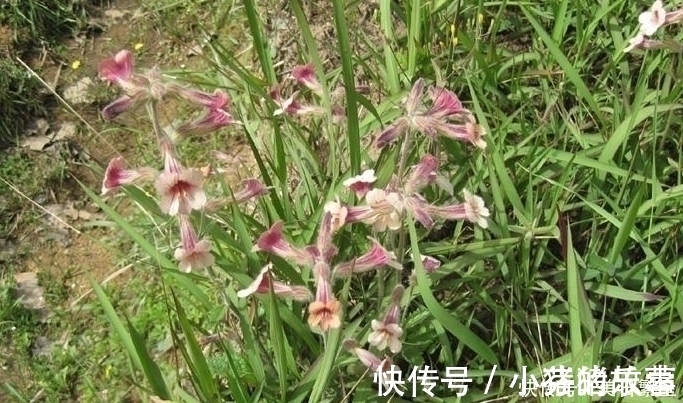 天目地黄|它是“四大仙药”之一,若长在你家屋顶,是你福气,别以为是杂草