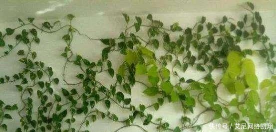 家里|给绿萝“吃个鸡蛋”,轻轻松松长满墙!