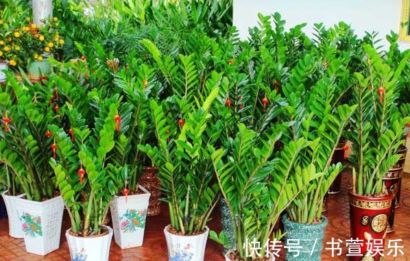 长寿花|4种花,开花漂亮、容易栽种,好养好看还招财,都有“好意头”