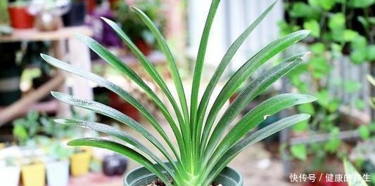 夏天养君子兰,记住“两不能”,养成好状态,入秋就开花!