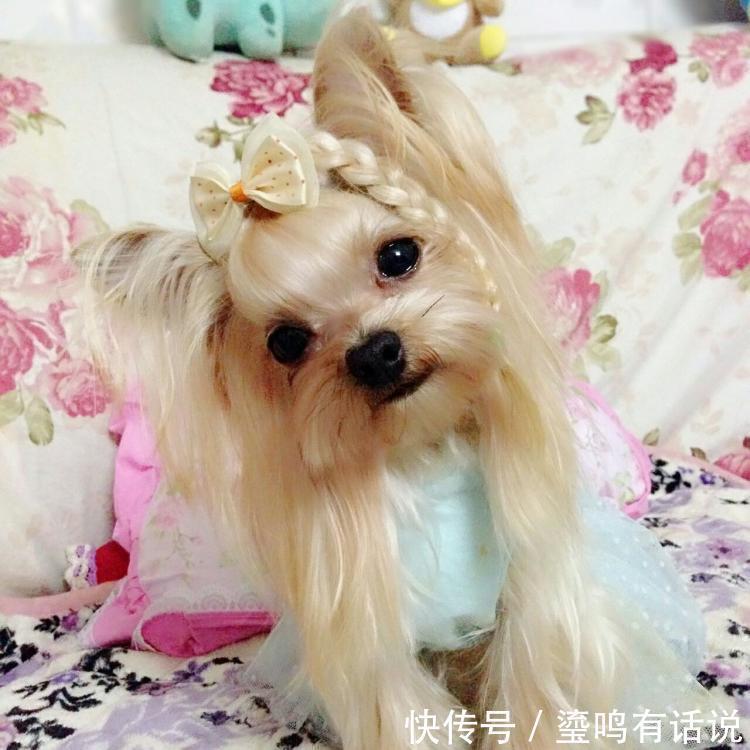 小恶魔|新手养狗,这0~12个月狗狗成长指南,赶快来看看吧