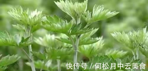 江南人|60种常见野菜，高清大图，收集全了真不容易！