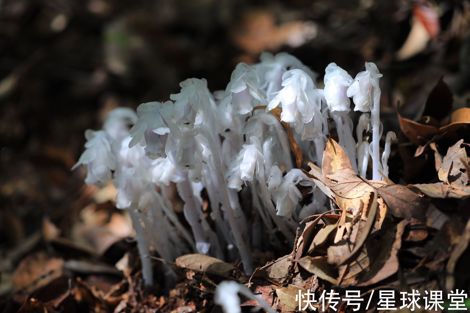 湖南发现大片“冥界之花”，它的出现预示着什么？