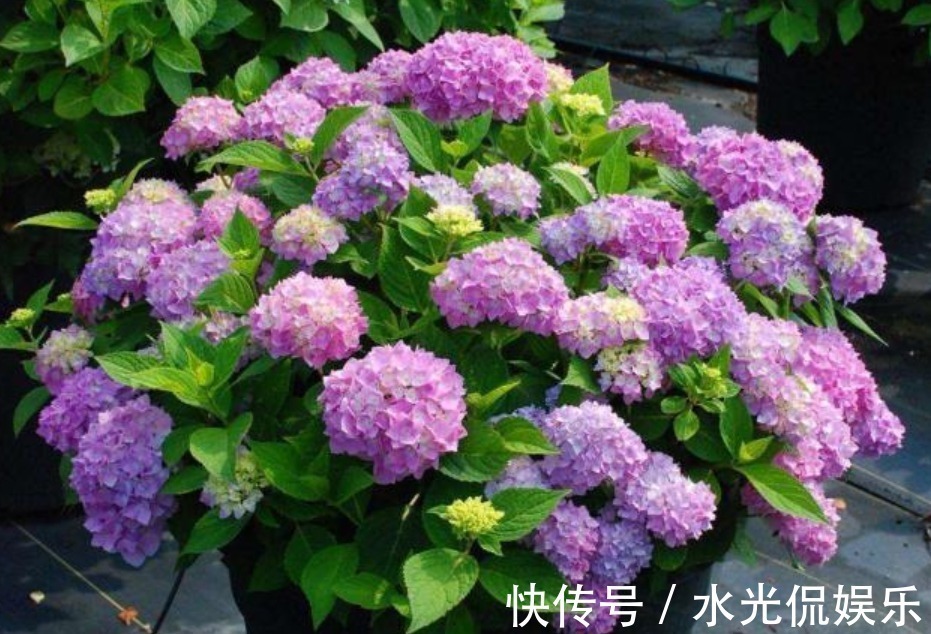 不会养花就买3种“便宜又好养”的花,几块钱一盆,开爆阳台!