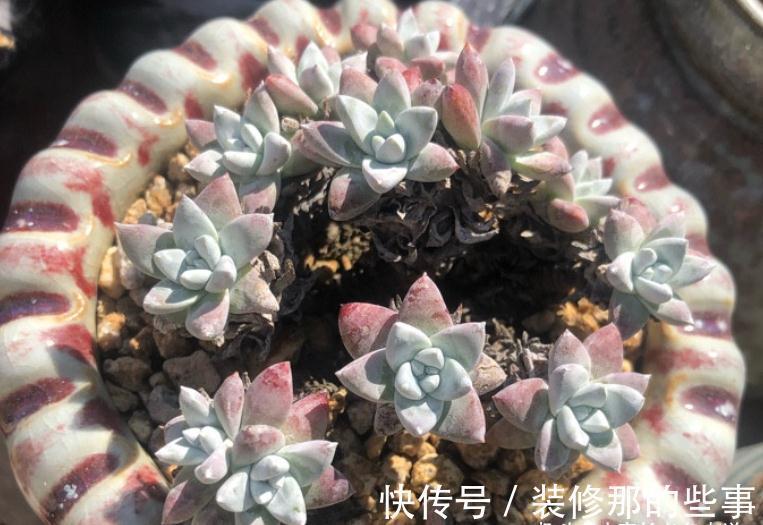 没有颗粒的多肉土易板结，而盆土板结又会对多肉造成3种不利影响