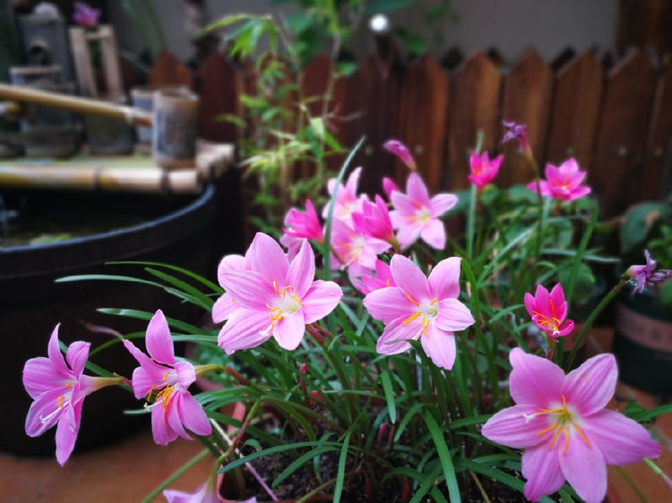 全球最受欢迎的花,漂亮又芳香,花期长,还可阳台盆栽观赏