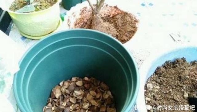 家庭养花,浇水太多容易烂根黄叶,只因花盆里少放这东西!