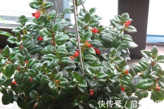 吊兰养成“盆景”格调不同，简单打理，还能满枝“金鱼”