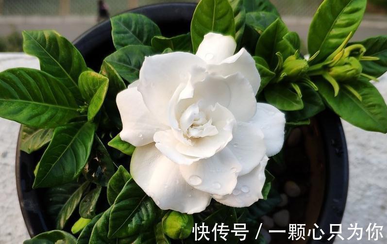 南方花草植物需要使用什么土壤,弄懂这些基础,养花不轻易枯萎