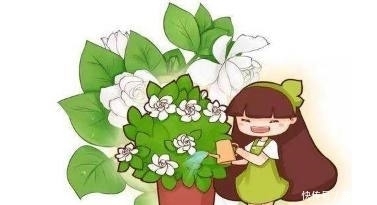 养花|养花不会浇水？这几种常见花卉的浇水方法学会了，再也不怕浇死了