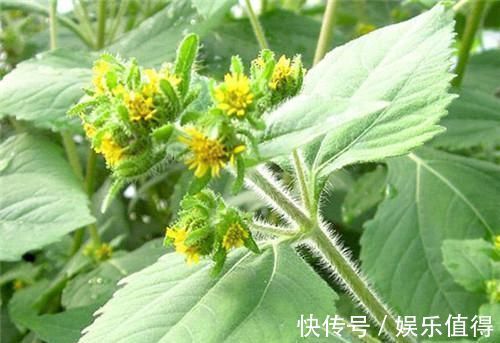 风湿性关节炎|农村长的“粘糊菜”，专治风湿关节炎，多数人都不了解