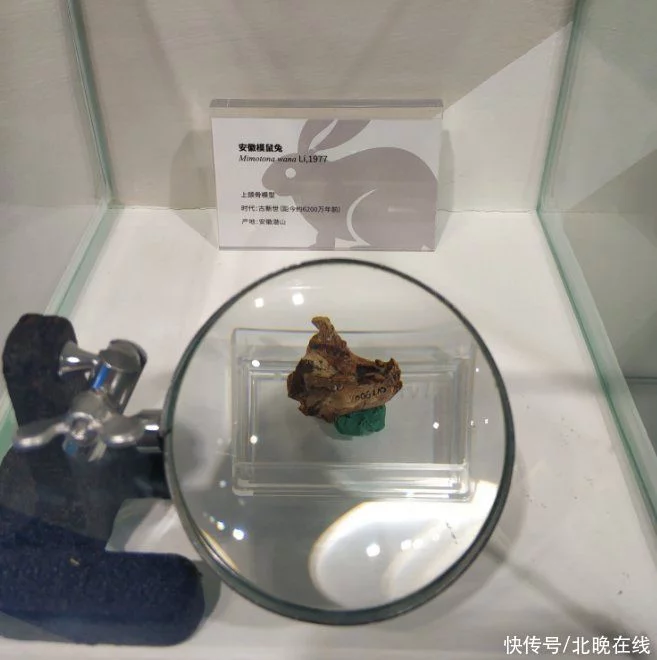 中国古动物馆兔年特展！“世界第一兔”5300万岁插图2