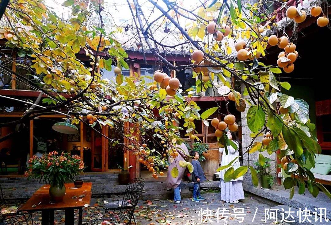 罗汉松|6种“吉祥树”,有地方建议种一棵,能吃能观赏,旺财镇宅样样行