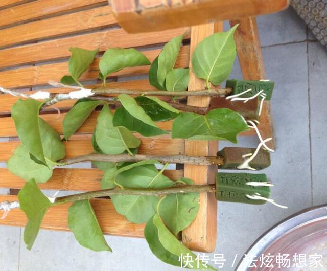 高手的扦插玩法，把以下三角梅养得这么好，只见开花不见叶