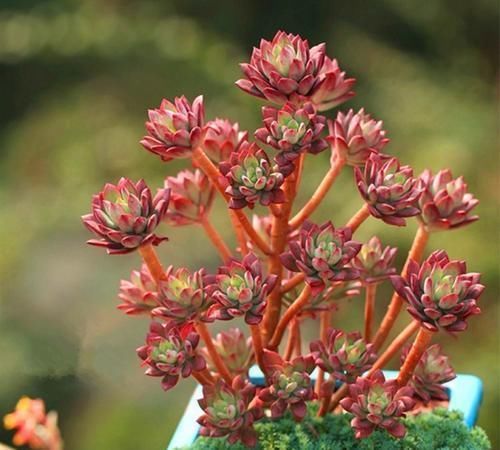 景天科多肉|6种漂亮多肉,越老越美丽,长成小老桩,人人见了都赞叹不已!