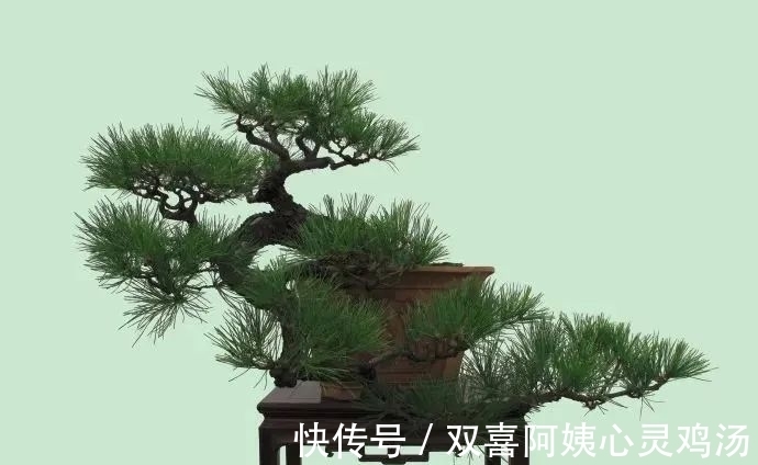 马尾松|徜徉盆景40余年的“盆景迷”