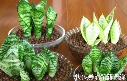 复合肥|养花必备“3种肥”，啥花都能用，每月花盆撒一点，嗖嗖爆盆！