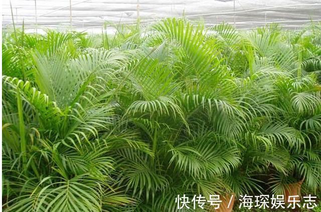 gt|7种“有益花”,养在家里身体好,清新空气病菌少,你家还没养