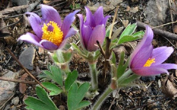 疮痈肿痛|农村一种野草全身是“毛”，若是见到它可别轻视或除掉，价值珍贵