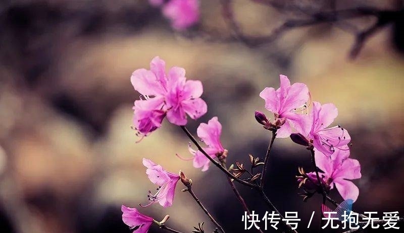 兴安杜鹃|别再买了!你买的这种花,可能是国家二级保护植物!当心违法