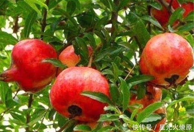 石榴树|秦始皇陵里到底灌入了多少水银看看山顶的石榴树,就能明白了