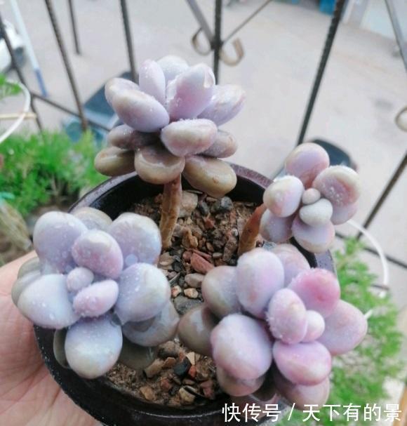 品种|喜欢养多肉，不知道该怎么选？先养便宜的，再养品种好的！