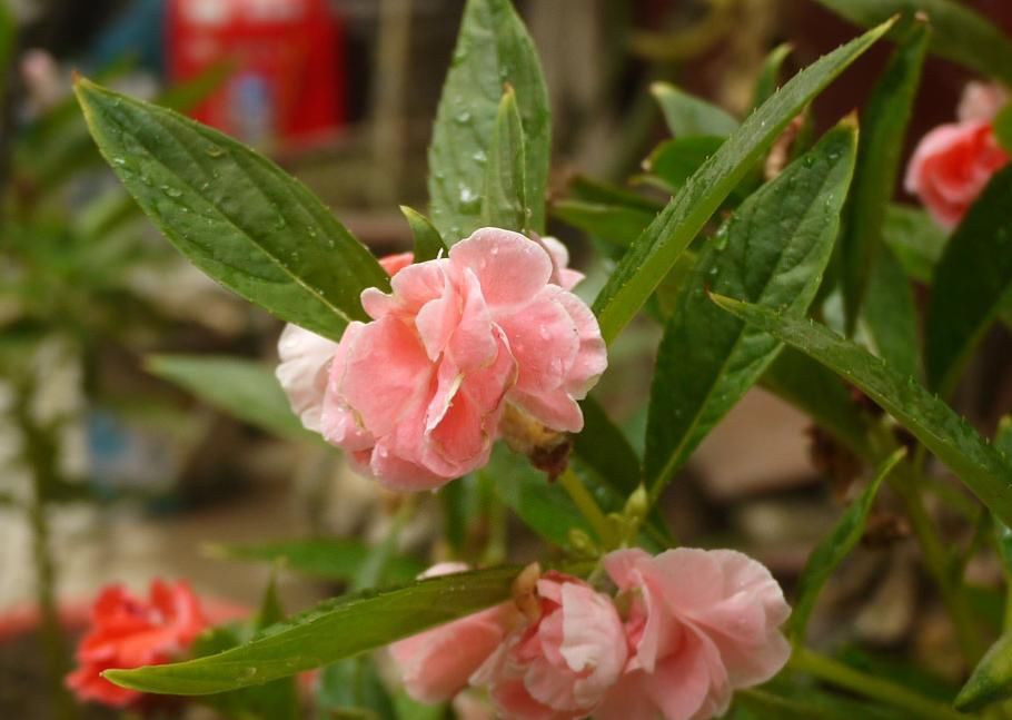 栽种|建议喜欢染指甲的人，栽种上几盆它，花瓣就是天然指甲油