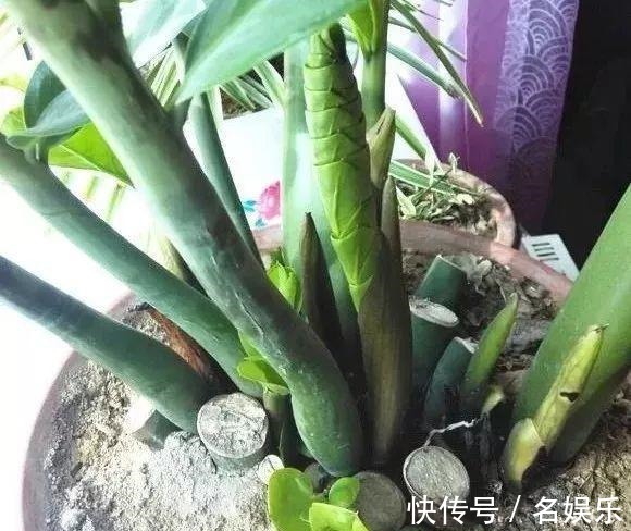 8种花现在赶紧剪，剃光头撸光叶，越狠越爆盆