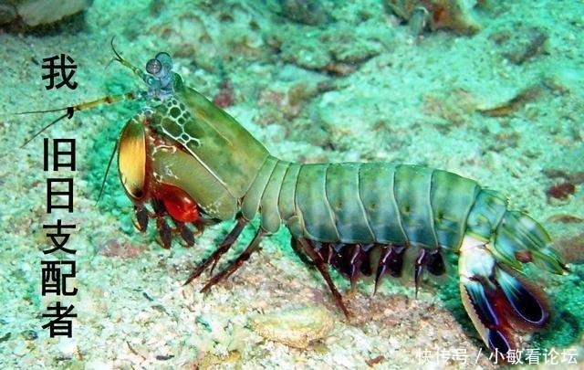 哥布林杀手&推荐3本主角穿越成怪物的小说,脑洞大开的好书,另类的异兽流