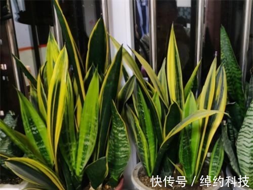 冬天养虎皮兰,土里埋点“生长素”,一到春天爆新芽