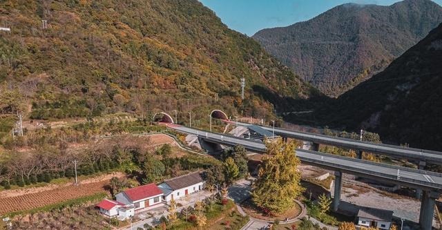 秦岭深处这棵千年银杏，不用预约，不输古观音禅寺