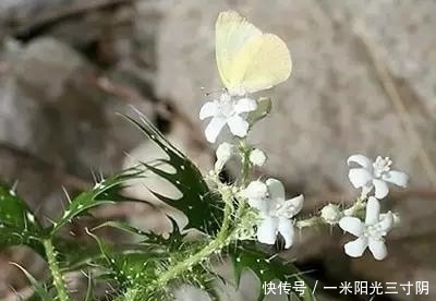 世界上十大剧毒植物,你身边有吗?