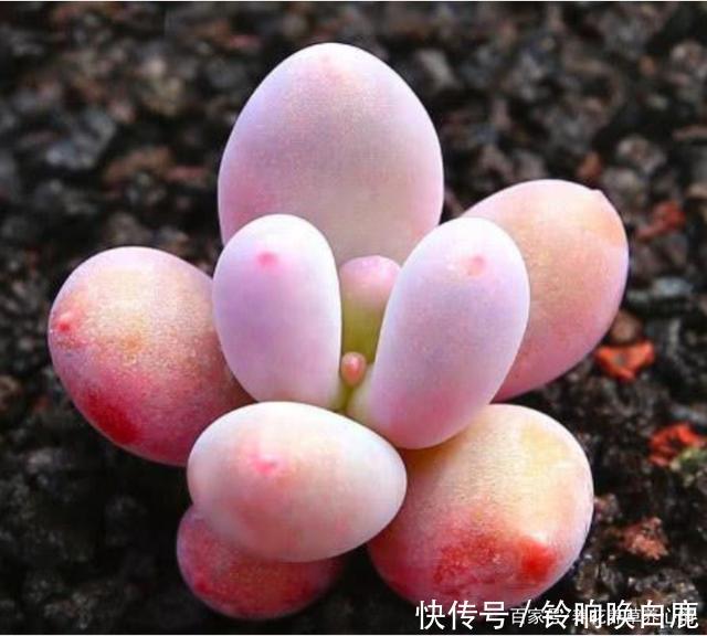 秋天就买这8种多肉，叶片变得红红的，好漂亮