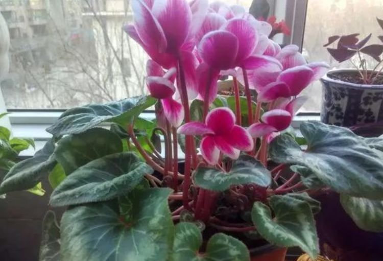 家里就养3种花，漂亮花期长，花香飘满屋，开花繁盛，很喜庆