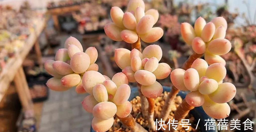 盘点6种粉色系多肉,个个长得胖乎乎,皮实好养又可爱