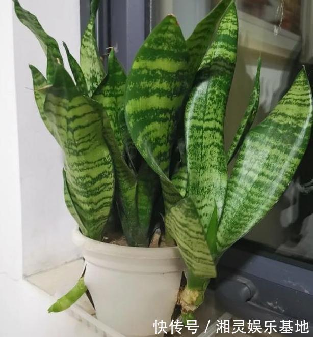 叶片|喜欢养花,可惜工作忙、没时间不怕,盆栽这些植物不用费心