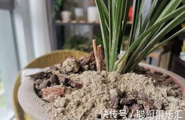 用草木灰养兰花,效果究竟怎样?用对的兰苗旺盛,用错就烂根腐苗