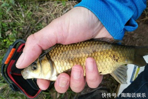 夏季野钓不上鱼怎么办老钓友告诉你三招,夏季野钓上鱼多
