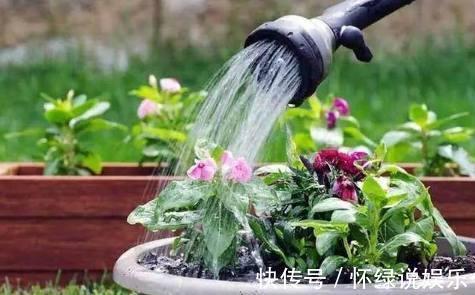 烂根|夏天养花,别做几种“险事”,避免养一盆烂一盆
